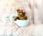 Small Photo #4 Poodle (Toy) Puppy For Sale in MIAMI, FL, USA