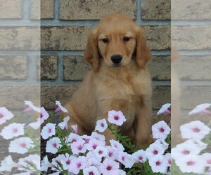 Golden Retriever Puppy for sale in FREDERICKSBURG, OH, USA