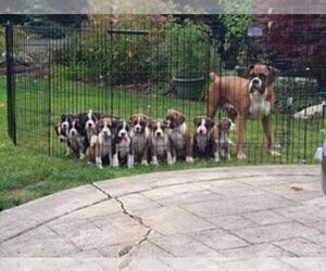 Boxer Puppy for Sale in NEWBERG, Oregon USA