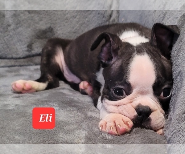 Medium Photo #22 Boston Terrier Puppy For Sale in POMEROY, OH, USA