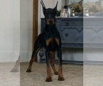 Puppy AKC Euro Zara Doberman Pinscher