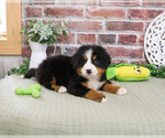Small #1 Bernese Mountain Dog