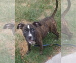 Small #3 Mutt