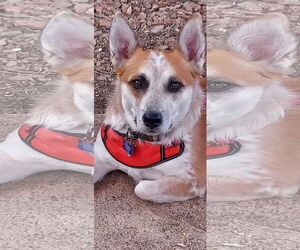 Pembroke Welsh Corgi-Unknown Mix Dogs for adoption in Denver , CO, USA