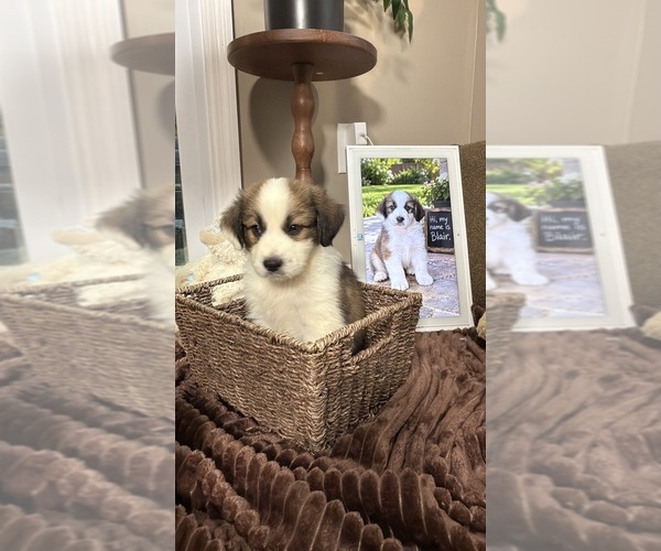 Medium Photo #85 Aussie Pyrenees Puppy For Sale in LEXINGTON, SC, USA