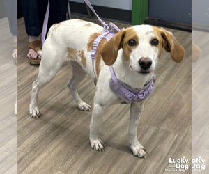 Poppyseed - Female Mutt Dog for Adoption - Photo #2