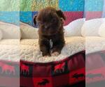 Small Photo #2 Shih Tzu Puppy For Sale in EDMOND, OK, USA