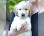 Small Golden Retriever