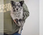 Small #4 Pomeranian-pomeranian spitz Mix