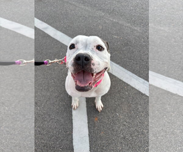 Medium Photo #13 Bullboxer Pit Puppy For Sale in Holly Springs, NC, USA