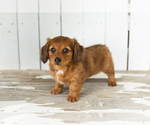 Small #2 Dachshund