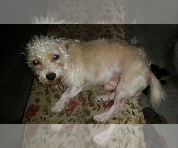 Medium Photo #1 Chiranian Puppy For Sale in GROTON, NY, USA
