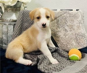 Pembroke Welsh Corgi Puppy for sale in MCALESTER, OK, USA