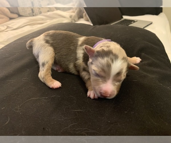 Medium Photo #1 Miniature Australian Shepherd Puppy For Sale in FORT WORTH, TX, USA