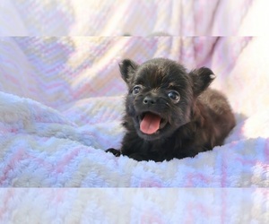 Chihuahua Puppy for sale in SAN ANTONIO, TX, USA