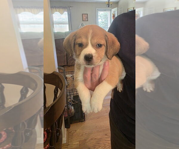 Medium Photo #5 Beagle-Unknown Mix Puppy For Sale in Aurora, IN, USA