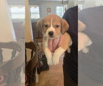 Small #4 Beagle Mix