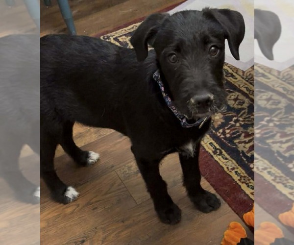 Medium Photo #3 Labradoodle Puppy For Sale in pomfret, CT, USA