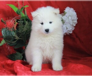 Samoyed Puppy for sale in APPLE CREEK, OH, USA