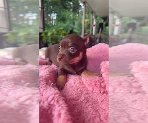 Chihuahua Dog for Adoption in AUBURN, Washington USA