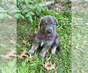 German Shepherd Dog Puppy for Sale in PIEDMONT, Missouri USA
