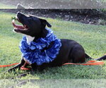 Small #36 American Staffordshire Terrier Mix