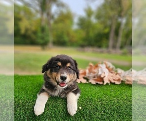 Australian Shepherd Puppy for sale in INDIANAPOLIS, IN, USA