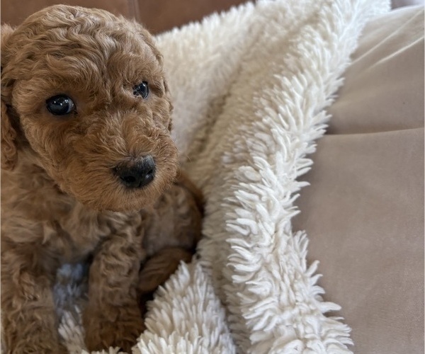 Medium Photo #3 Goldendoodle Puppy For Sale in BATTLE GROUND, WA, USA