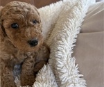 Small #2 Goldendoodle