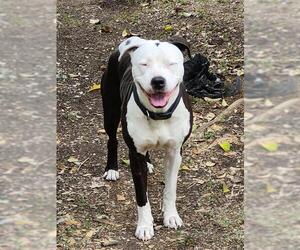 American Staffordshire Terrier-Unknown Mix Dogs for adoption in San Antonio, TX, USA