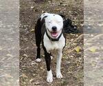 Small American Staffordshire Terrier Mix