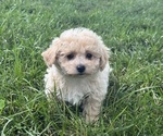 Small #1 Bichpoo