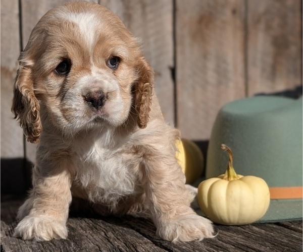 Medium Photo #2 Cocker Spaniel Puppy For Sale in GOSHEN, IN, USA