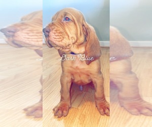 Bloodhound Dog for Adoption in LANCASTER, Ohio USA