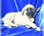 Small #4 Anatolian Shepherd