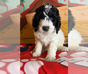 Medium English Cream Golden Retriever-Poodle (Standard) Mix