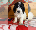 Puppy 2 English Cream Golden Retriever-Poodle (Standard) Mix