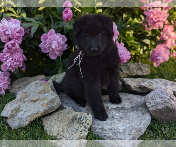 Medium Photo #3 Belgian Sheepdog Puppy For Sale in HAMILTON, MO, USA