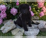 Small #2 Belgian Sheepdog