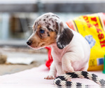 Small #1 Dachshund