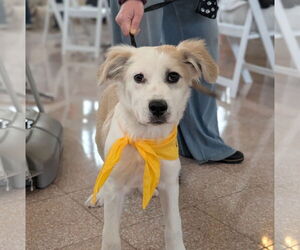 Labrador Retriever-Unknown Mix Dogs for adoption in Brooklyn Center, MN, USA