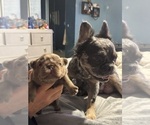 Small Photo #16 French Bulldog Puppy For Sale in LEHIGH ACRES, FL, USA