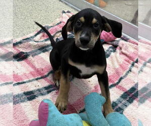 Mutt Dogs for adoption in Mechanicsburg, PA, USA