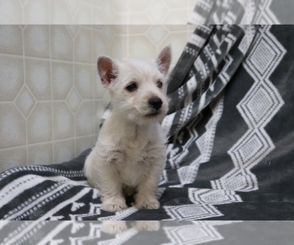 Medium Photo #3 West Highland White Terrier Puppy For Sale in SHILOH, OH, USA