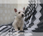 Small Photo #3 West Highland White Terrier Puppy For Sale in SHILOH, OH, USA