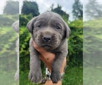Small #1 Labrador Retriever