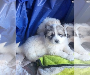 Great Pyrenees Puppy for sale in PLACITAS, NM, USA