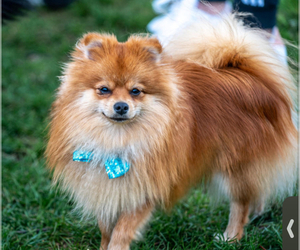 Father of the Pomeranian puppies born on 05/05/2025