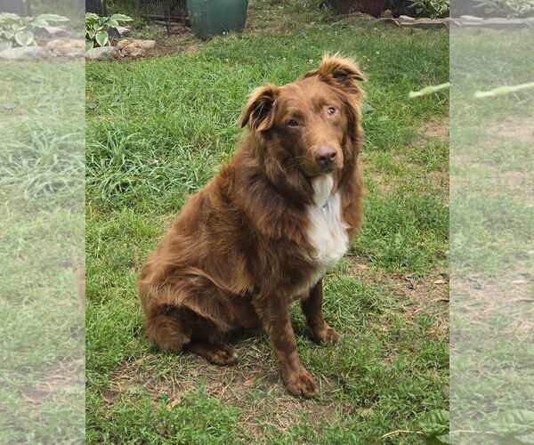 Medium Photo #2 Australian Shepherd-Unknown Mix Puppy For Sale in Princeton, MN, USA