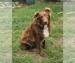 Small #1 Australian Shepherd Mix